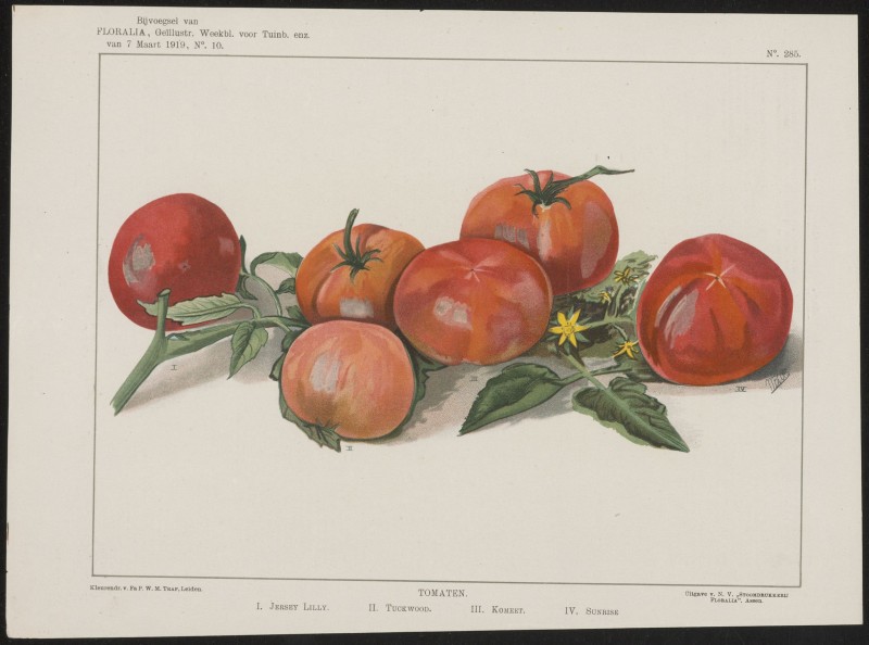 Tomaten (Nº 285)
