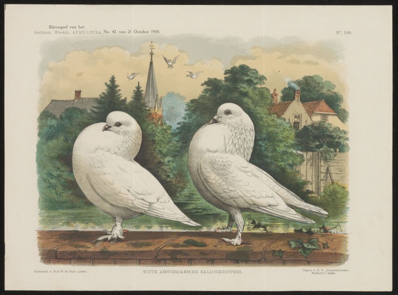 Duiven (Nº 189)