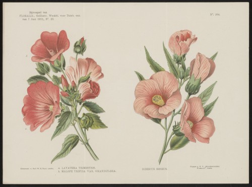 Lavatera, malope en hibiscus (Nº 204)