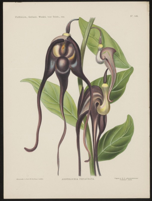 Aristolochia (Nº 145)