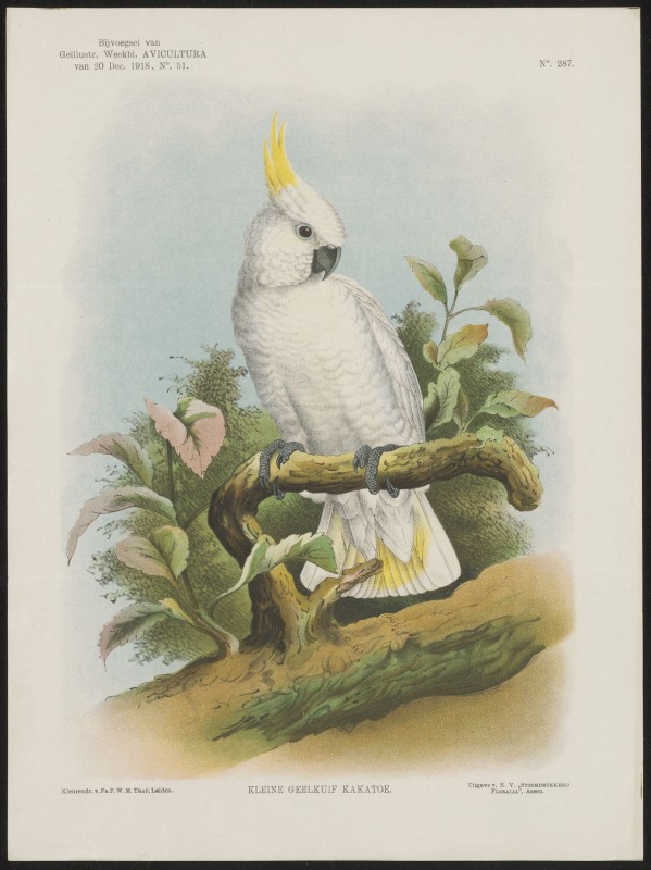Kaketoe (Nº 287)