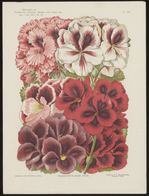 Pelargonium (Nº 193)