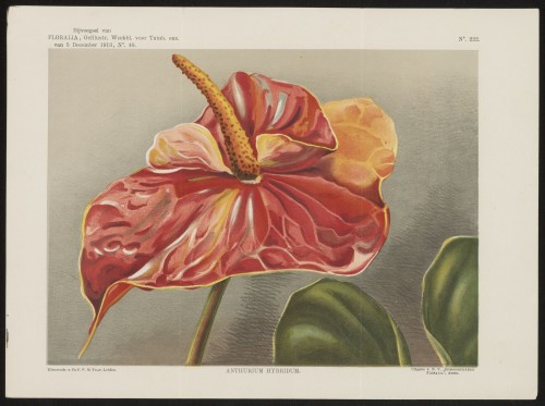 Anthurium (Nº 222)