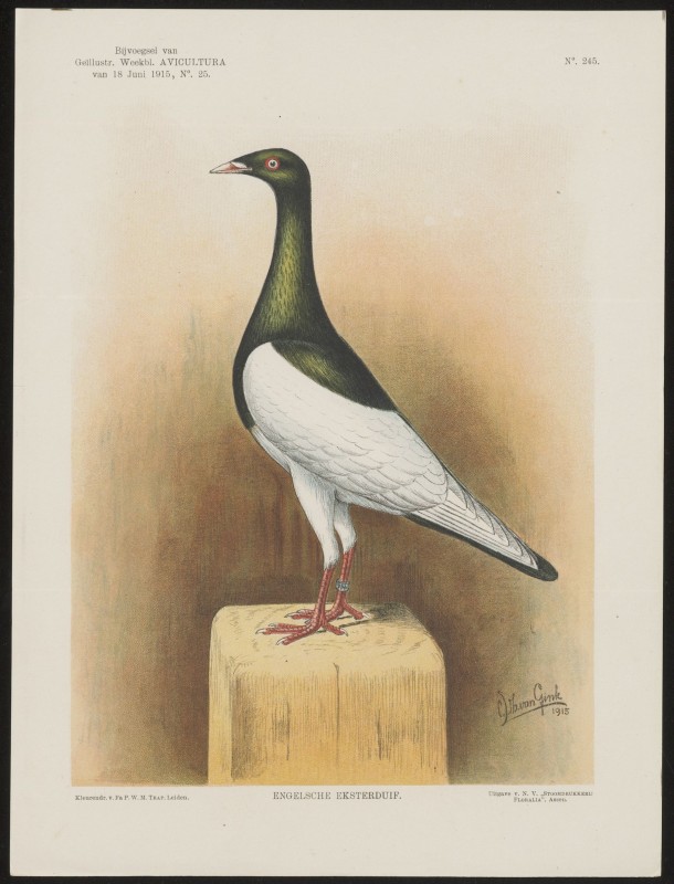 Duif (Nº 245)