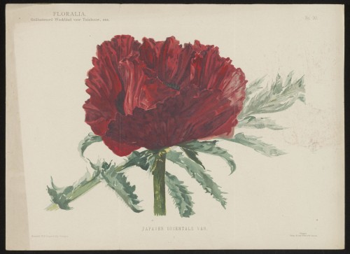 Papaver (Nº 30)