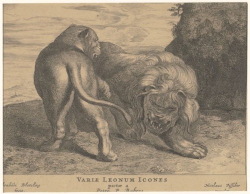 Leeuw en leeuwin