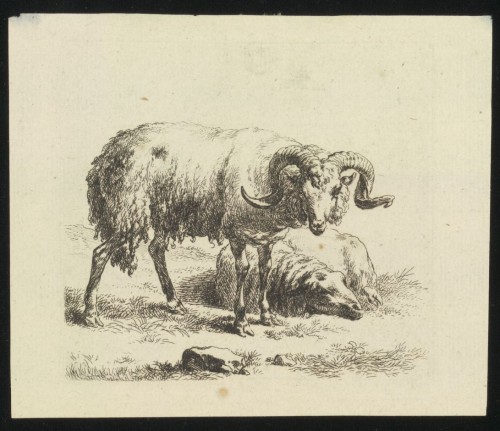 Ram en schaap
