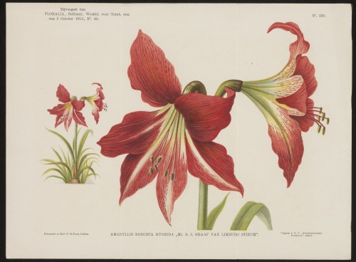 Amaryllis (Nº 220)