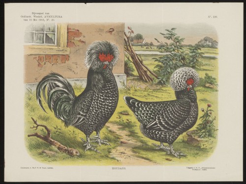 Kippen (Nº 220)