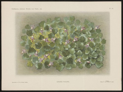 Linaria pallida (Nº 94)