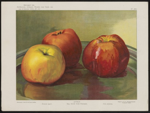 Appels (Nº 280)