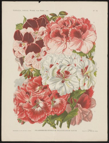 Geraniums (Nº 70)