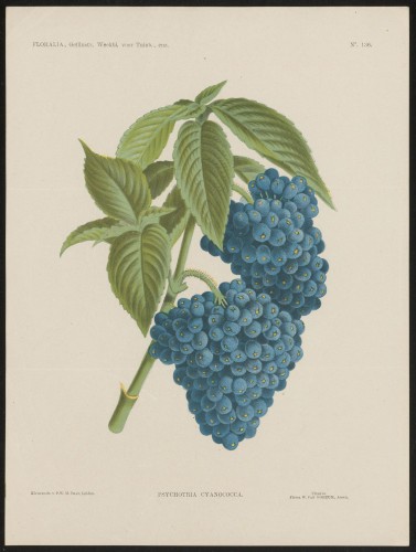 Koffieplant (Nº 136)