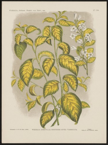 Weigela (Nº 116)