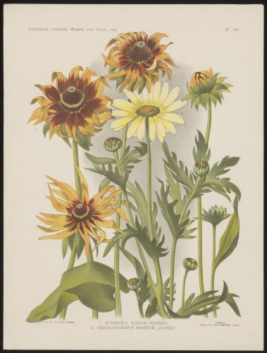 Rudbeckia en gele ganzenbloem (Nº 106)