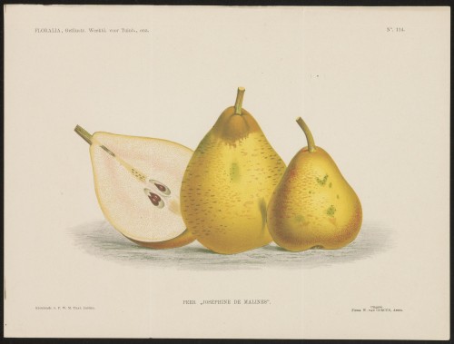 Peren (Nº 114)