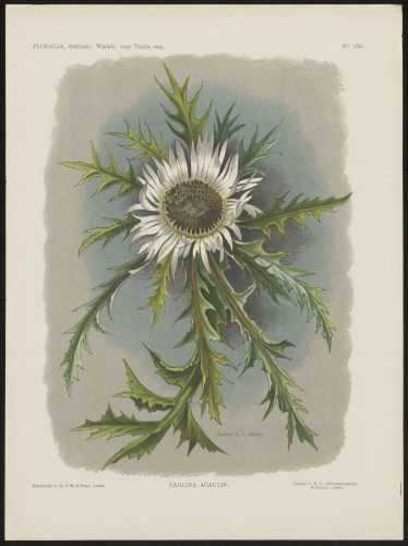 Zilverdistel (Nº 150)