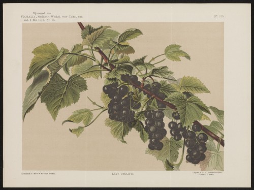 Zwarte bessen (Nº 215)