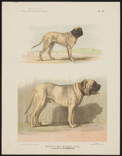 Mastiff (Nº 23)