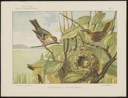 Zangvogels (Nº 61)
