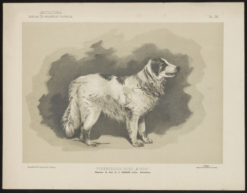Herdershond (Nº 59)