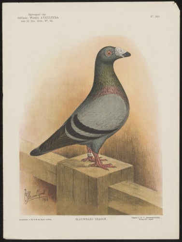 Duif (Nº 263)