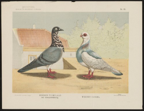 Duiven (Nº 25)