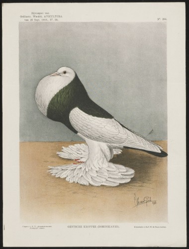 Duif (Nº 284)