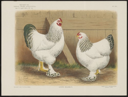 Kippen (Nº 231)
