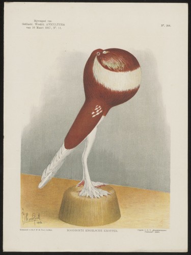 Duif (Nº 266)
