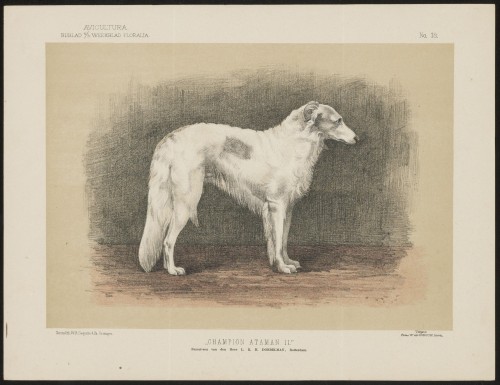 Barzoi (Nº 18)