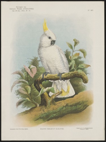 Kaketoe (Nº 287)