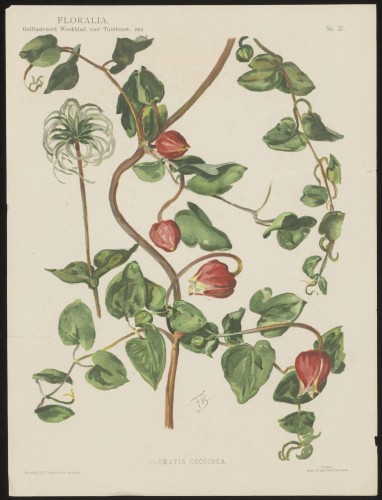 Clematis coccinea (Nº 37)