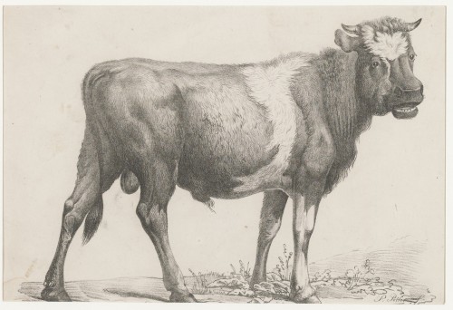 Een stier