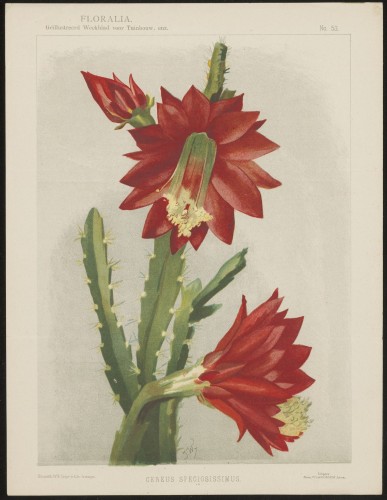 Cactus (Nº 53)