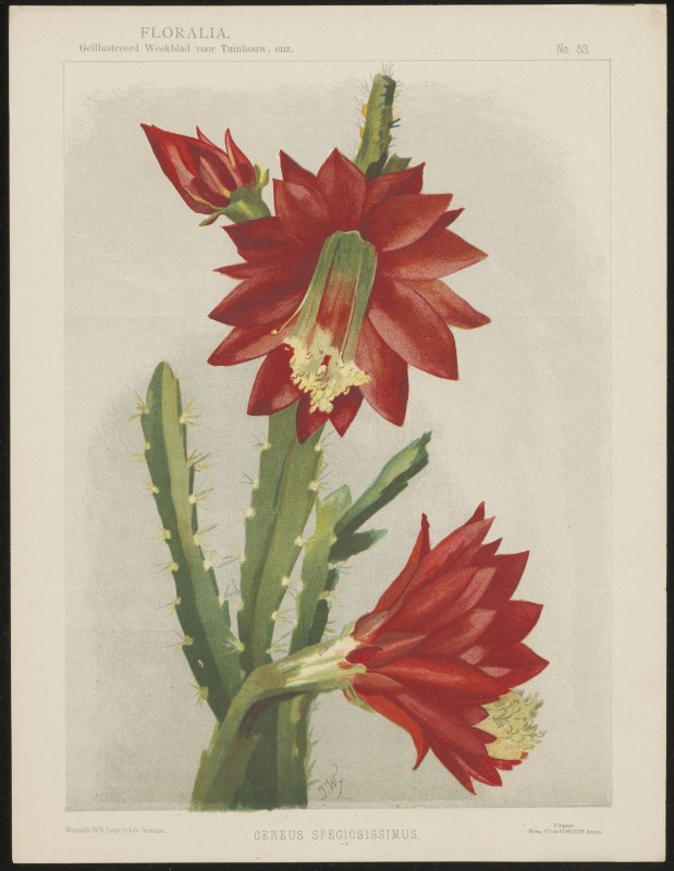 Cactus (Nº 53)