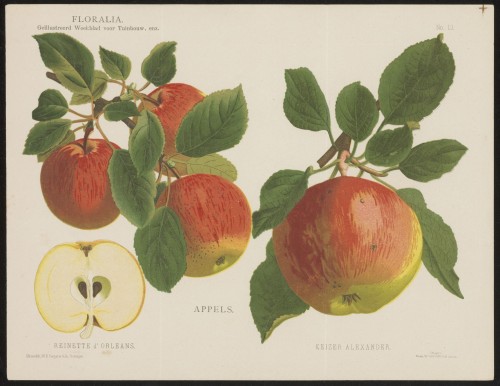 Appels (Nº 13)