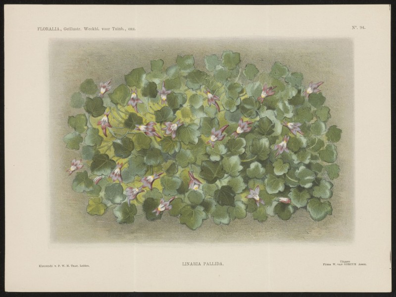 Linaria pallida (Nº 94)