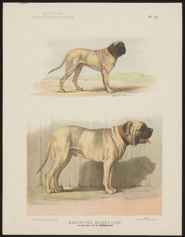 Mastiff (Nº 23)