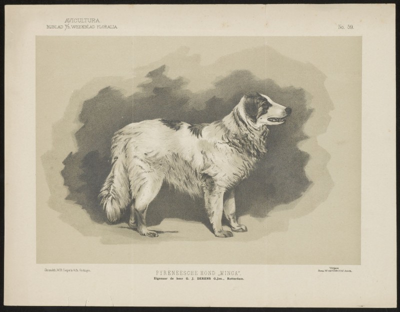 Herdershond (Nº 59)