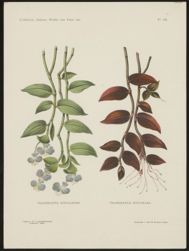 Tradescantia (Nº 165)