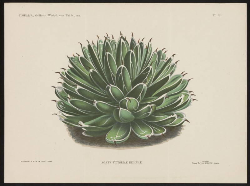 Agave (Nº 121)