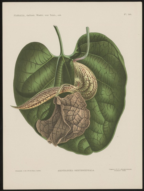 Aristolochia (Nº 148)