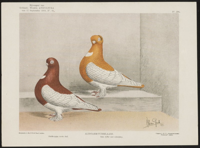 Duiven (Nº 296)