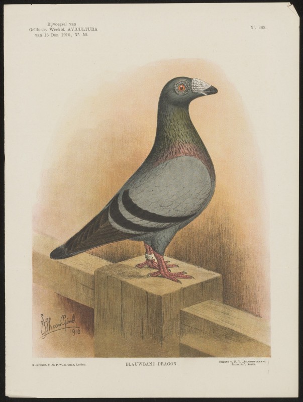 Duif (Nº 263)