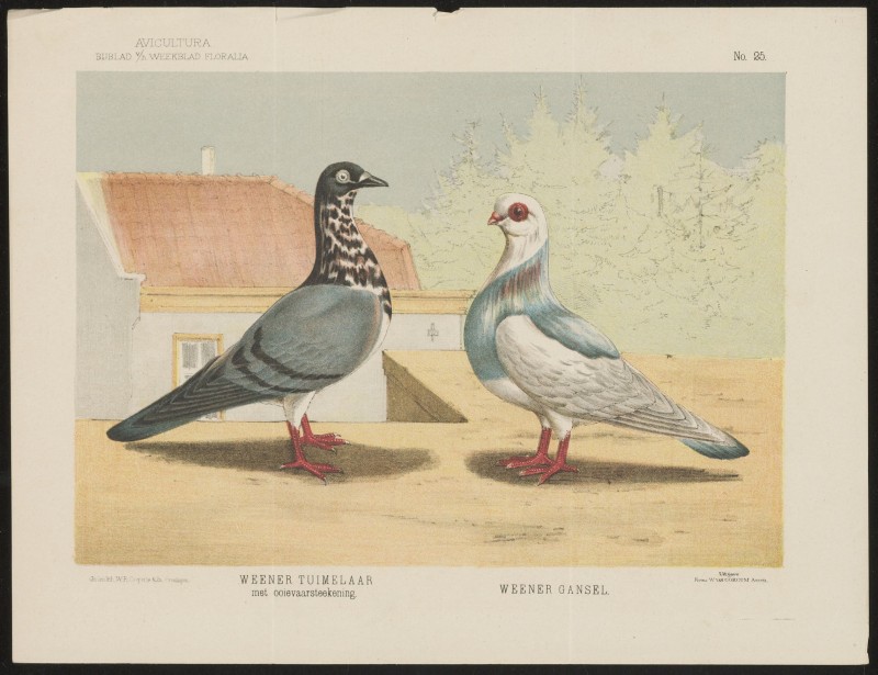 Duiven (Nº 25)