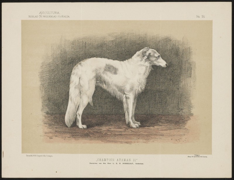 Barzoi (Nº 18)